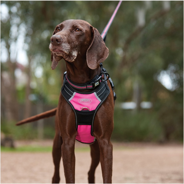 Weatherbeeta Reflective Dog Collar 1003618 - Pink